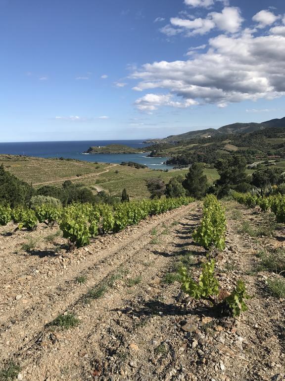 Villa Bougainvilliers Banyuls-sur-Mer Exteriör bild